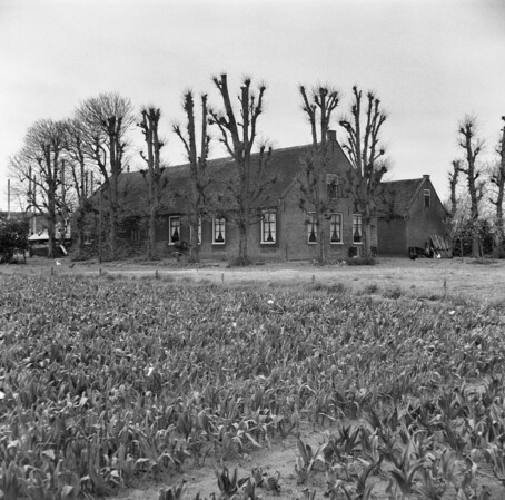 boerderij de bult voorhout